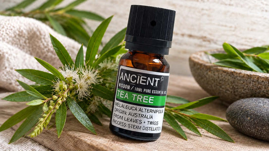 pure Tea Tree essential oil in amber bottle surrounded by fresh tea tree leaves and flowers, with natural stones and wooden background